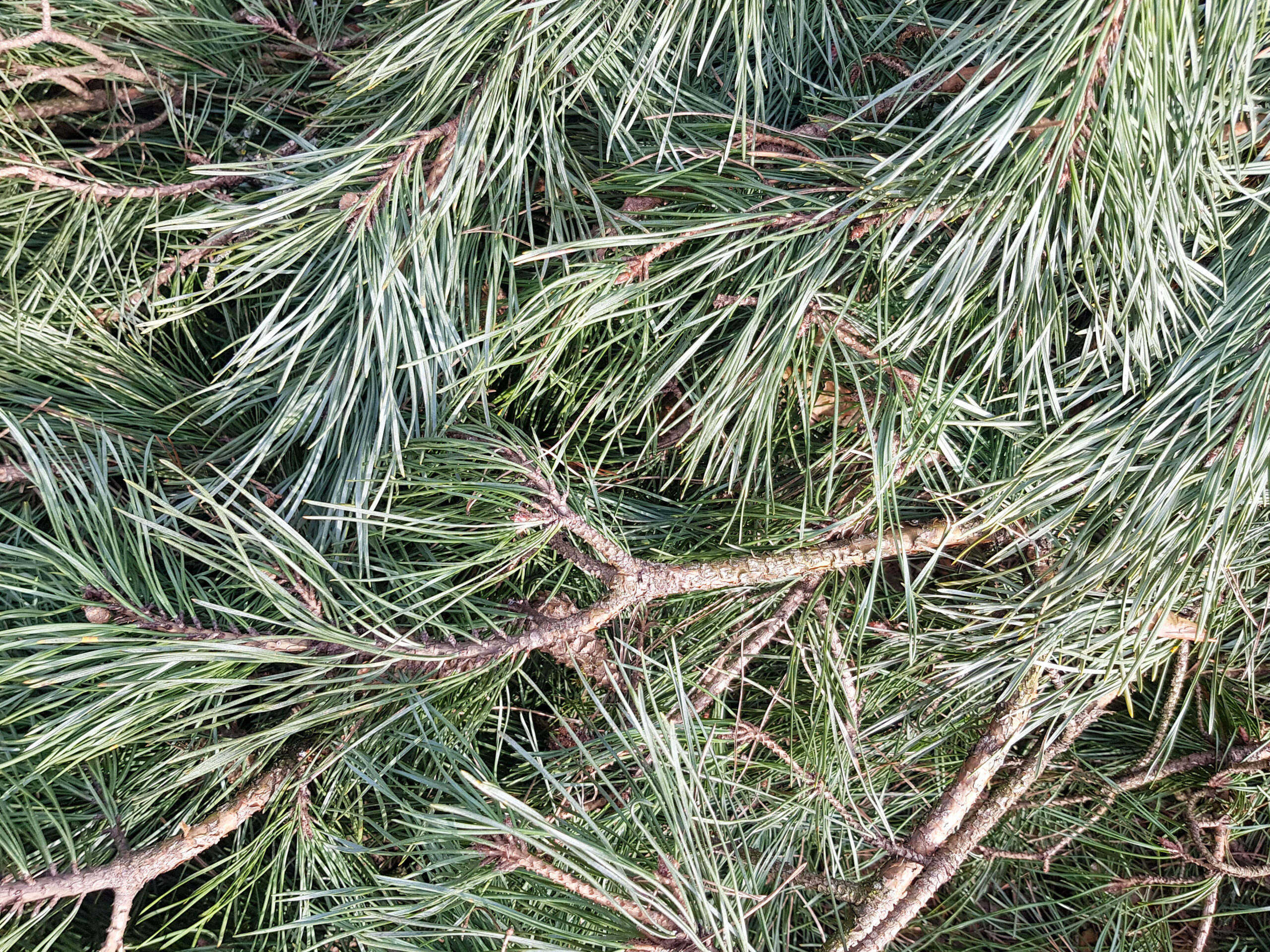 Podłogi drewniane na taras